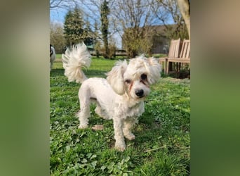 Rasse: Bolonka oder Pudel - Mischling Moniča