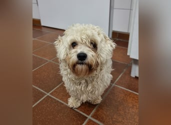 Rasse: Bolonka oder Pudel - Mischling Moniča