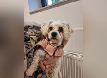 Rasse: Bolonka oder Pudel - Mischling Moniča