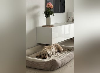 TESSY, Goldschatz, 1,5 Jahre, 35 cm, Pflegestelle Köln, Tierschutz Rumänien
