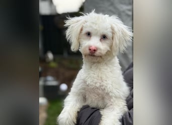 GREX, blauäugiger Wuschel, 5 Monate, 30 cm, Bolonka Zwetna-Mix, Tierschutz, Pflegestelle 53773