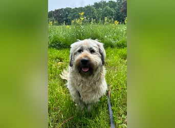 TESSY, Goldschatz, 1,5 Jahre, 35 cm, Pflegestelle Köln, Tierschutz Rumänien