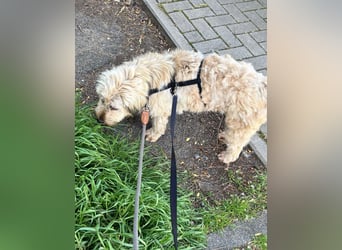 TESSY, Goldschatz, 1,5 Jahre, 35 cm, Pflegestelle Köln, Tierschutz Rumänien