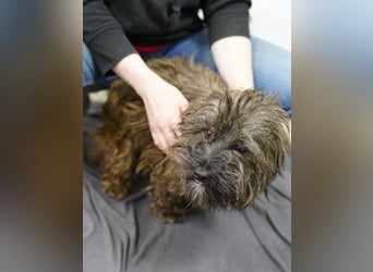 VESTUS, kleiner Herzensbrecher, Rüde, über 3 Jahre, 30 cm, Bolonka Zwetna-Mischling, Tierschutz