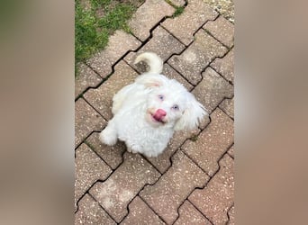 GREX, blauäugiger Wuschel, 5 Monate, 30 cm, Bolonka Zwetna-Mix, Tierschutz, Pflegestelle 53773