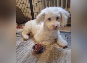 GREX, blauäugiger Wuschel, 5 Monate, 30 cm, Bolonka Zwetna-Mix, Tierschutz, Pflegestelle 53773