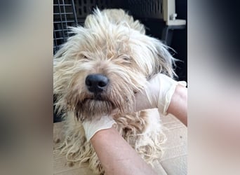 TESSY, ruhige Hündin, ca. 1,5 Jahre, ca. 30 cm Bolonka Zwetna-Mischling, Tierschutz Rumänien