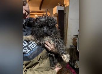 Yuffie, sanfter kleiner Herzenshund, ca. 1 Jahr, ca. 30cm, Bolonka Zwenta-Mischling, Tierschutz