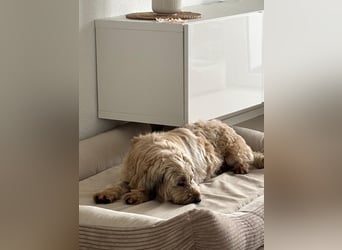 TESSY, Goldschatz, 1,5 Jahre, 35 cm, Pflegestelle Köln, Tierschutz Rumänien