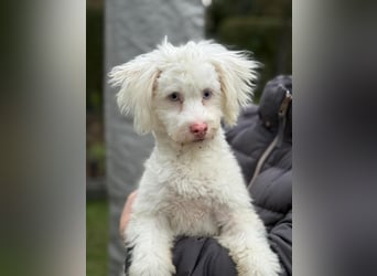 GREX, blauäugiger Wuschel, 5 Monate, 30 cm, Bolonka Zwetna-Mix, Tierschutz, Pflegestelle 53773