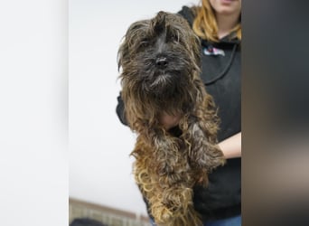 VESTUS, kleiner Herzensbrecher, Rüde, über 3 Jahre, 30 cm, Bolonka Zwetna-Mischling, Tierschutz