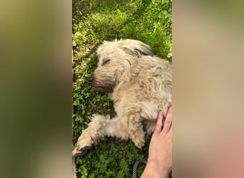 TESSY, Goldschatz, 1,5 Jahre, 35 cm, Pflegestelle Köln, Tierschutz Rumänien
