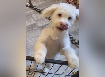 GREX, blauäugiger Wuschel, 5 Monate, 30 cm, Bolonka Zwetna-Mix, Tierschutz, Pflegestelle 53773