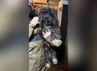 Yuffie, sanfter kleiner Herzenshund, ca. 1 Jahr, ca. 30cm, Bolonka Zwenta-Mischling, Tierschutz