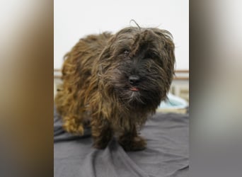 VESTUS, kleiner Herzensbrecher, Rüde, über 3 Jahre, 30 cm, Bolonka Zwetna-Mischling, Tierschutz