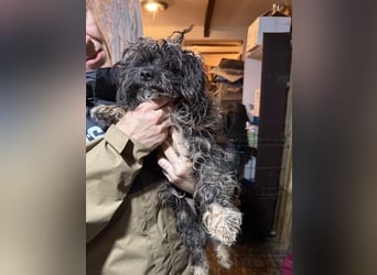 Yuffie, sanfter kleiner Herzenshund, ca. 1 Jahr, ca. 30cm, Bolonka Zwenta-Mischling, Tierschutz