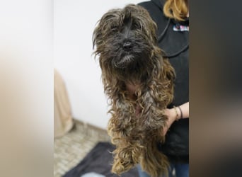 VESTUS, kleiner Herzensbrecher, Rüde, über 3 Jahre, 30 cm, Bolonka Zwetna-Mischling, Tierschutz