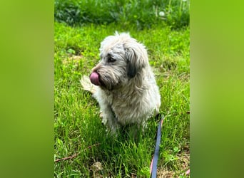 TESSY, Goldschatz, 1,5 Jahre, 35 cm, Pflegestelle Köln, Tierschutz Rumänien