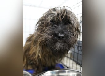 VESTUS, kleiner Herzensbrecher, Rüde, über 3 Jahre, 30 cm, Bolonka Zwetna-Mischling, Tierschutz