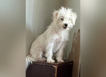 PIP - möchte sich zu einem treuen Begleiter entwickeln!