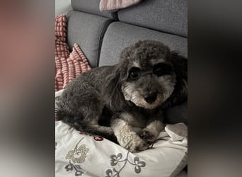 Pudel-Bolonka Hündin 2,5 Jahre sucht liebevolles zu Hause