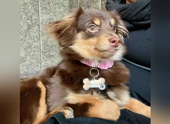 GABE, freundliches Fliegengewicht, Bolonka-Zwetna-Mix, 6 Monate, 24 cm, Tierschutz, Mönchengladbach