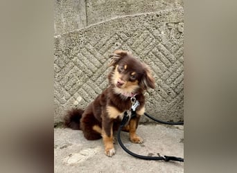 GABE, freundliches Fliegengewicht, Bolonka-Zwetna-Mix, 6 Monate, 24 cm, Tierschutz, Mönchengladbach