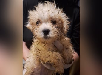 CHASTER, zuckersüßer Welpe, fast 3 Monate, 20 cm, Bolonka Zwetna-Mischling, Tierschutz Rumänien