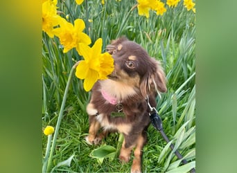 GABE, freundliches Fliegengewicht, Bolonka-Zwetna-Mix, 6 Monate, 24 cm, Tierschutz, Mönchengladbach