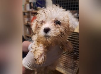 CHELSY, neugierige Welpin, fast 3 Monate, 20 cm, Bolonka Zwetna-Mischling, Tierschutz Rumänien