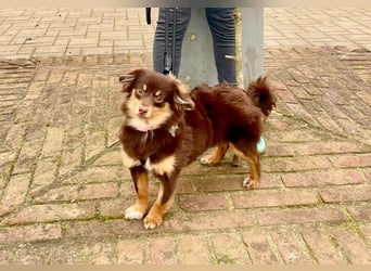 GABE, freundliches Fliegengewicht, Bolonka-Zwetna-Mix, 6 Monate, 24 cm, Tierschutz, Mönchengladbach