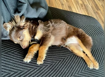 GABE, freundliches Fliegengewicht, Bolonka-Zwetna-Mix, 6 Monate, 24 cm, Tierschutz, Mönchengladbach