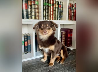 GABE, freundliches Fliegengewicht, Bolonka-Zwetna-Mix, 6 Monate, 24 cm, Tierschutz, Mönchengladbach