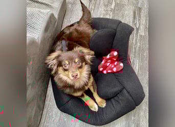 GABE, freundliches Fliegengewicht, Bolonka-Zwetna-Mix, 6 Monate, 24 cm, Tierschutz, Mönchengladbach