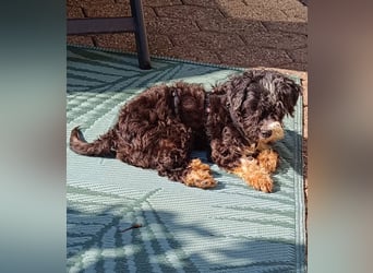 XINA, Bolonka Zwetna-Mix, 6 Jahre, 25 cm, Pflegestelle Rösrath, Tierschutz Rumänien