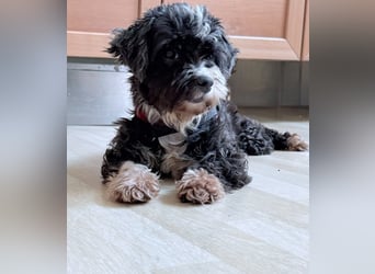 XINA, Bolonka Zwetna-Mix, 6 Jahre, 25 cm, Pflegestelle Rösrath, Tierschutz Rumänien