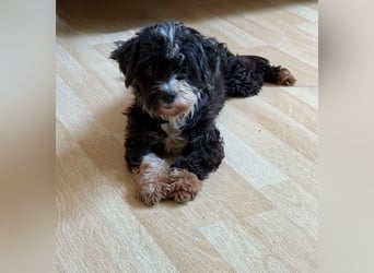 XINA, Bolonka Zwetna-Mix, 6 Jahre, 25 cm, Pflegestelle Rösrath, Tierschutz Rumänien