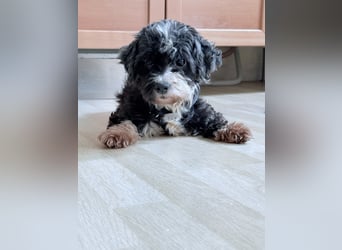 XINA, Bolonka Zwetna-Mix, 6 Jahre, 25 cm, Pflegestelle Rösrath, Tierschutz Rumänien