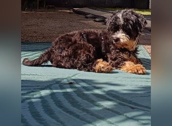 XINA, Bolonka Zwetna-Mix, 6 Jahre, 25 cm, Pflegestelle Rösrath, Tierschutz Rumänien