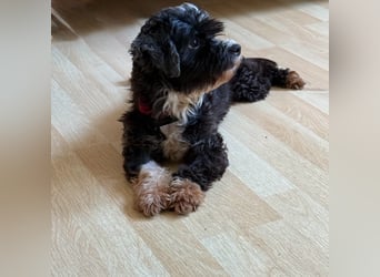 XINA, Bolonka Zwetna-Mix, 6 Jahre, 25 cm, Pflegestelle Rösrath, Tierschutz Rumänien