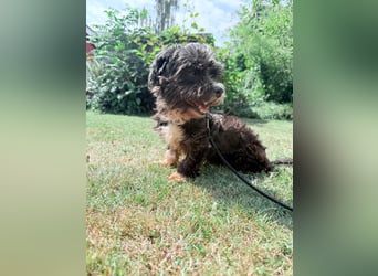 XINA, Bolonka Zwetna-Mix, 6 Jahre, 25 cm, Pflegestelle Rösrath, Tierschutz Rumänien