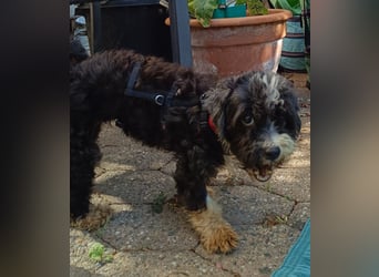 XINA, Bolonka Zwetna-Mix, 6 Jahre, 25 cm, Pflegestelle Rösrath, Tierschutz Rumänien
