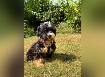 XINA, Bolonka Zwetna-Mix, 6 Jahre, 25 cm, Pflegestelle Rösrath, Tierschutz Rumänien