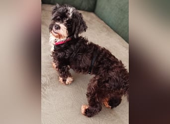 XINA, Bolonka Zwetna-Mix, 6 Jahre, 25 cm, Pflegestelle Rösrath, Tierschutz Rumänien