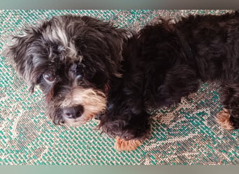 XINA, Bolonka Zwetna-Mix, 6 Jahre, 25 cm, Pflegestelle Rösrath, Tierschutz Rumänien