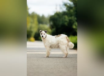 Seelenhündin Nancy sucht ihre Menschen