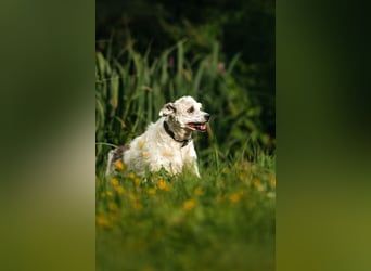 Ruhiges Zuhause für Nancy gesucht