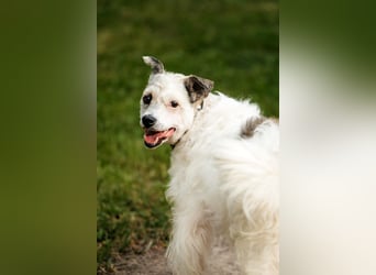 Ruhiges Zuhause für Nancy gesucht