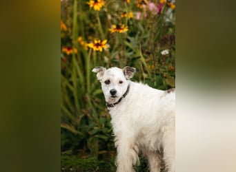 Ruhiges Zuhause für Nancy gesucht