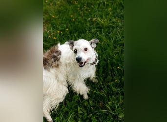Ruhiges Zuhause für Nancy gesucht